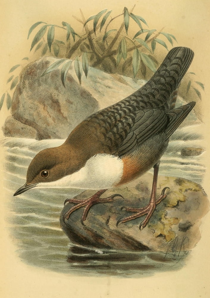 Birds of the British Islands 1885 Dipper Canvas Art - John G Keulemans (24 x 36)