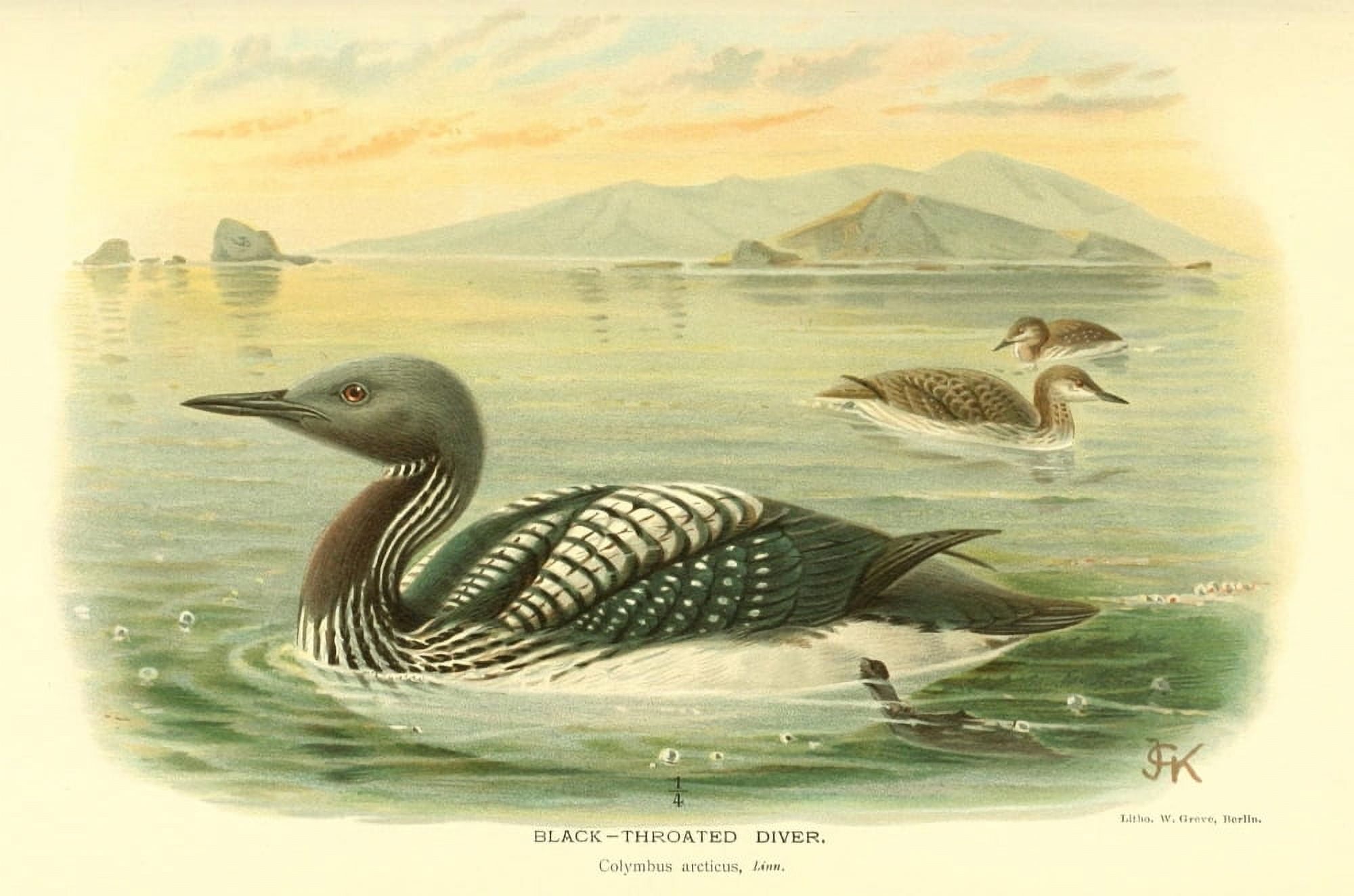 Birds of the British Islands 1885 Diver Black-throated Canvas Art - John G Keulemans (18 x 24)