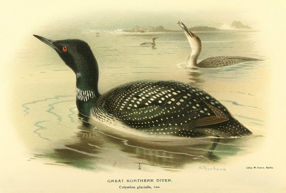 Birds of the British Islands 1885 Diver Great Northern Canvas Art - Archibald Thorburn (18 x 24)