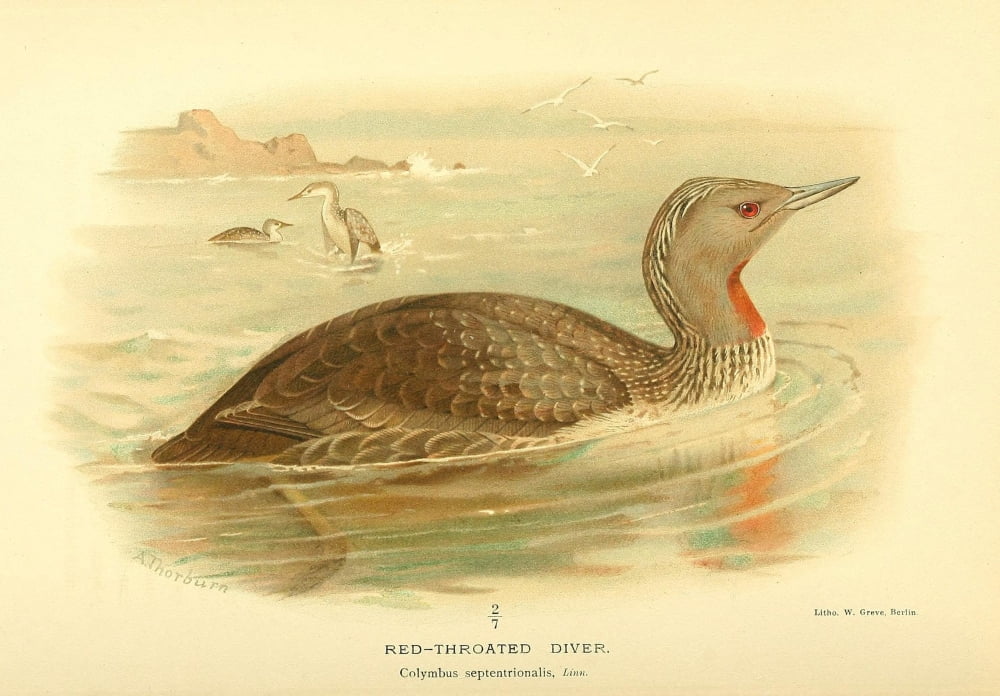 Birds of the British Islands 1885 Diver Red-throated Canvas Art - Archibald Thorburn (18 x 24)