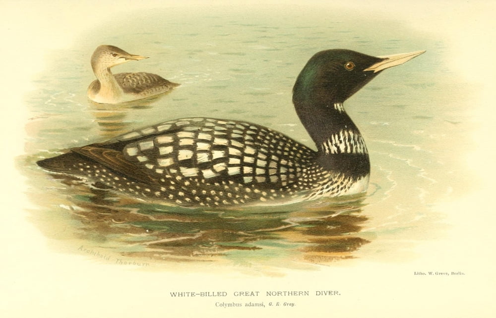 Birds of the British Islands 1885 Diver White-billed Gt Nthn Canvas Art - Archibald Thorburn (18 x 24)
