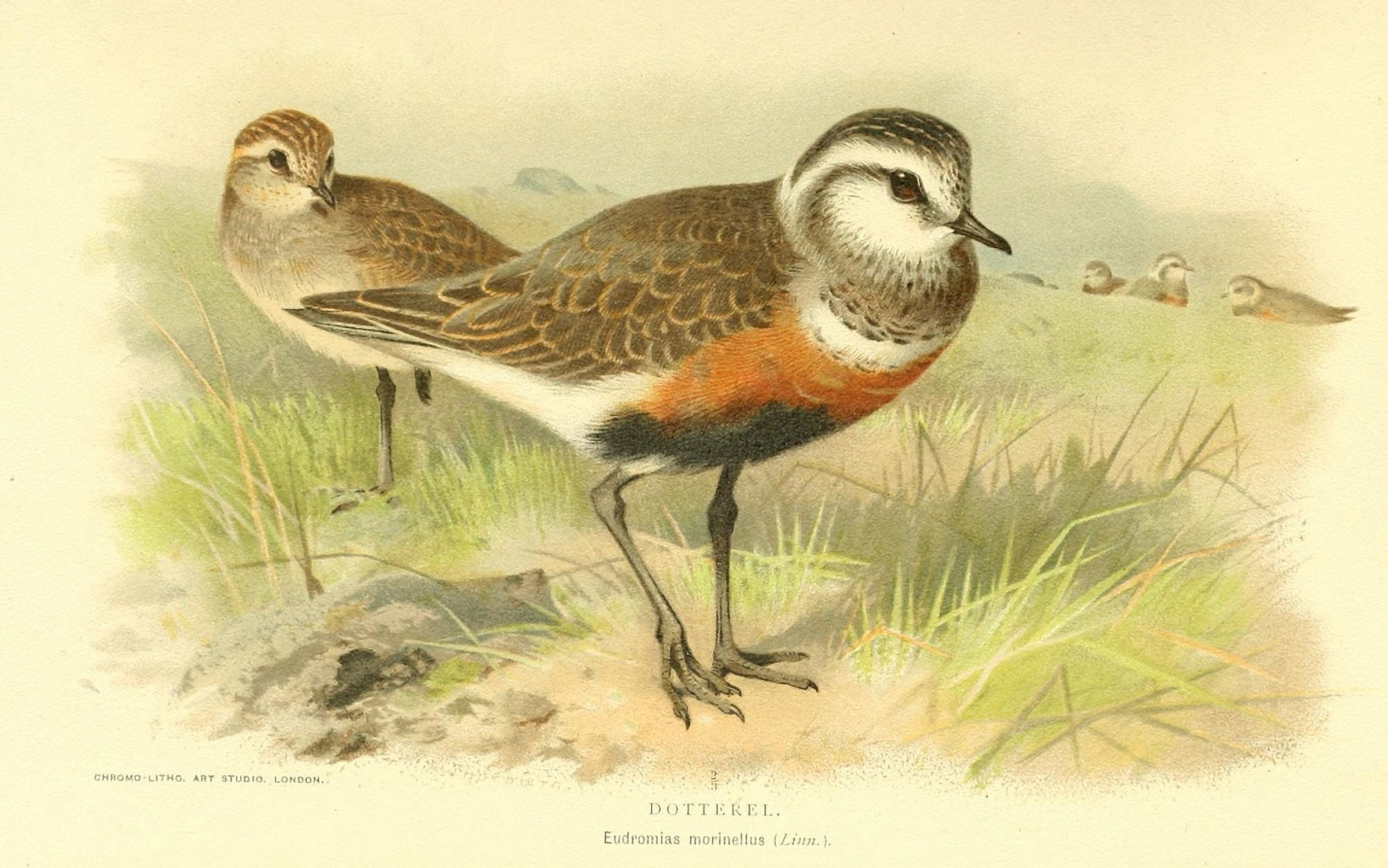 Birds of the British Islands 1885 Dotterel Canvas Art - Archibald Thorburn (18 x 24)