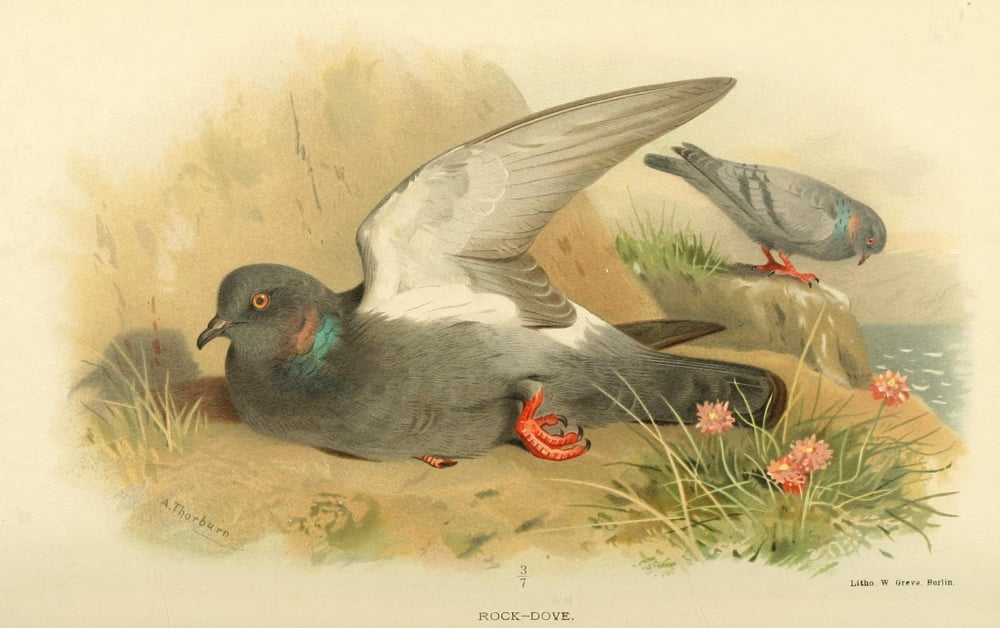 Birds of the British Islands 1885 Dove Rock Canvas Art - Archibald Thorburn (24 x 36)