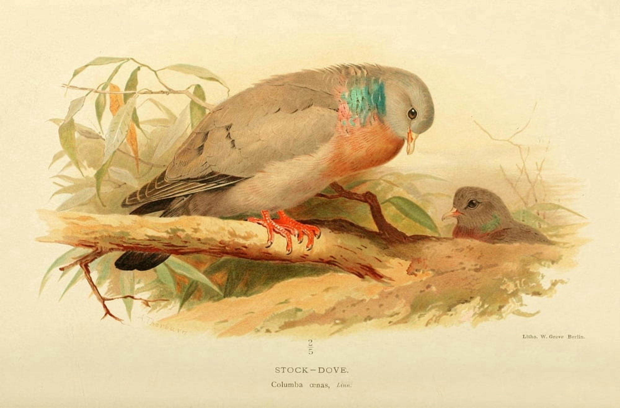 Birds of the British Islands 1885 Dove Stock Canvas Art - Archibald Thorburn (18 x 24)