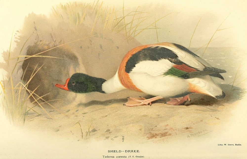 Birds of the British Islands 1885 Drake Sheld Canvas Art - Archibald Thorburn (18 x 24)
