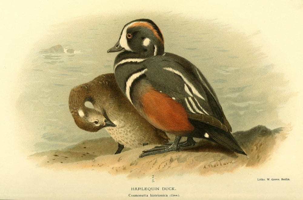 Birds of the British Islands 1885 Duck Harlequin Canvas Art - Archibald Thorburn (24 x 36)