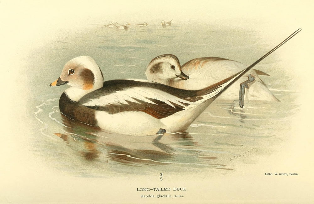 Birds of the British Islands 1885 Duck Long-tailed Canvas Art - Archibald Thorburn (18 x 24)