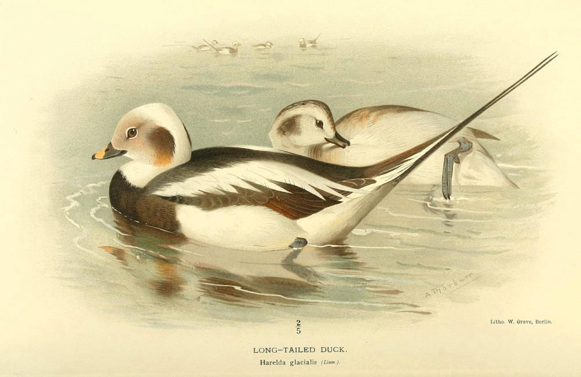Birds of the British Islands 1885 Duck Long-tailed Canvas Art - Archibald Thorburn (24 x 36)