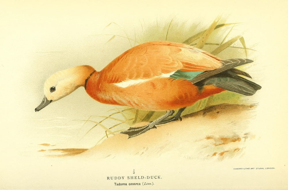 Birds of the British Islands 1885 Duck Ruddy Sheld Canvas Art - Archibald Thorburn (24 x 36)