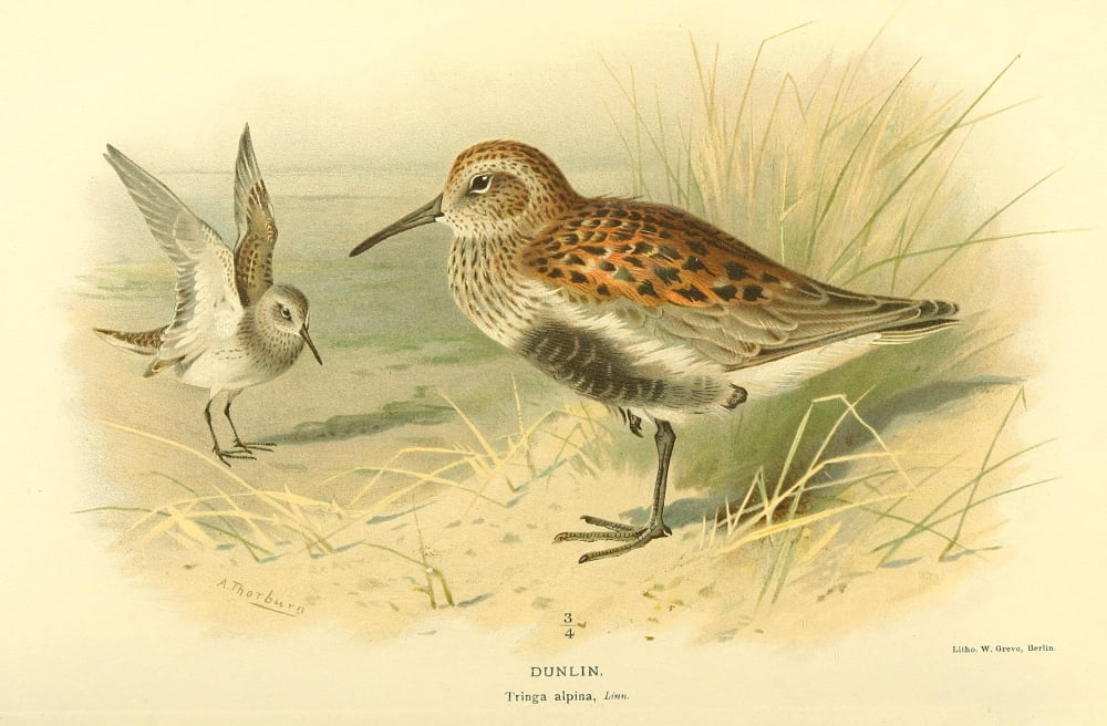 Birds of the British Islands 1885 Dunlin Canvas Art - Archibald Thorburn (24 x 36)