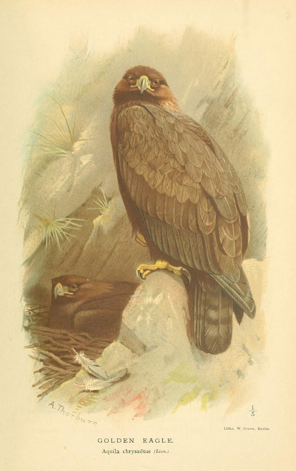 Birds of the British Islands 1885 Eagle Golden Canvas Art - Archibald Thorburn (18 x 24)