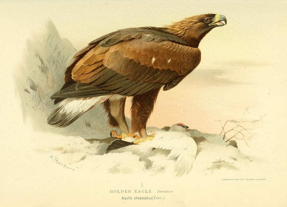 Birds of the British Islands 1885 Eagle Golden (Immature) Canvas Art - Archibald Thorburn (18 x 24)
