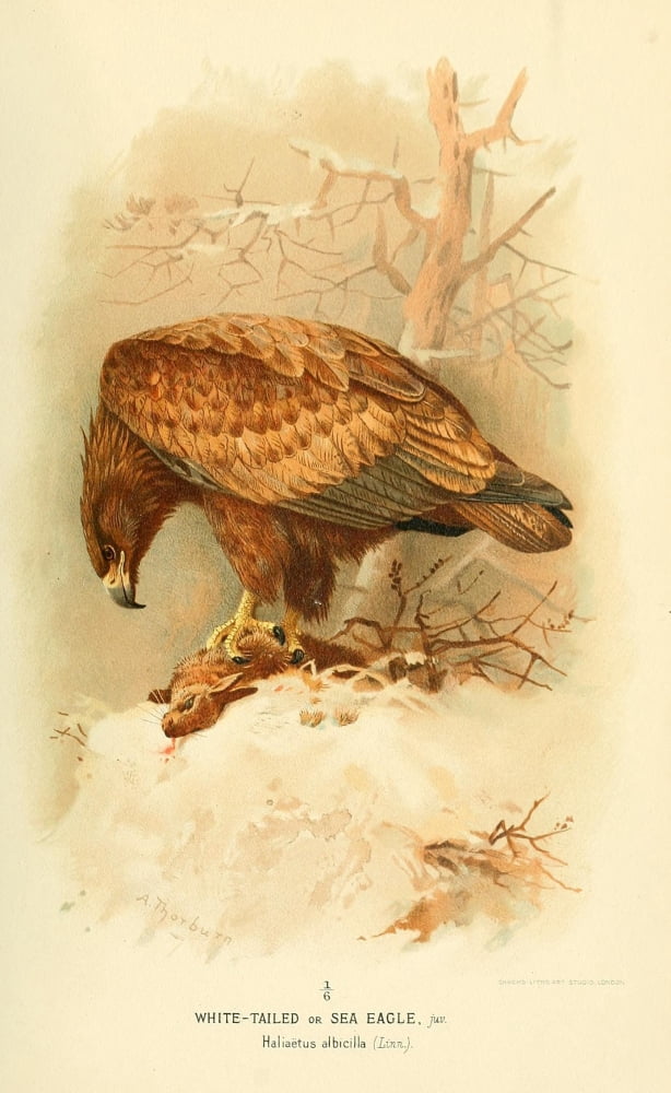 Birds of the British Islands 1885 Eagle Sea (Juvenile) Canvas Art - Archibald Thorburn (24 x 36)