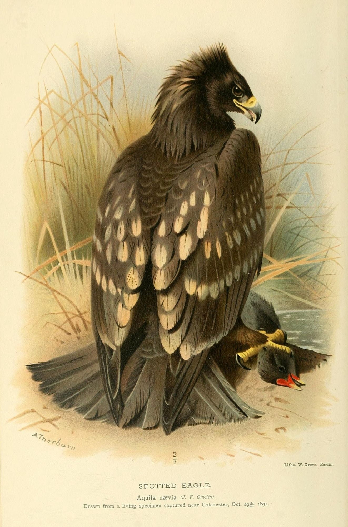 Birds of the British Islands 1885 Eagle Spotted 1 Canvas Art - Archibald Thorburn (18 x 24)