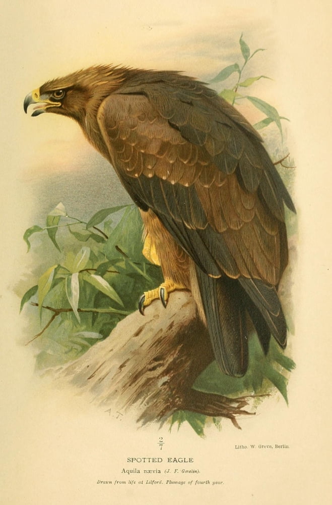 Birds of the British Islands 1885 Eagle Spotted 4th year Canvas Art - Archibald Thorburn (18 x 24)
