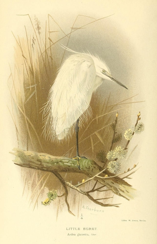 Birds of the British Islands 1885 Egret Little Canvas Art - Archibald Thorburn (18 x 24)