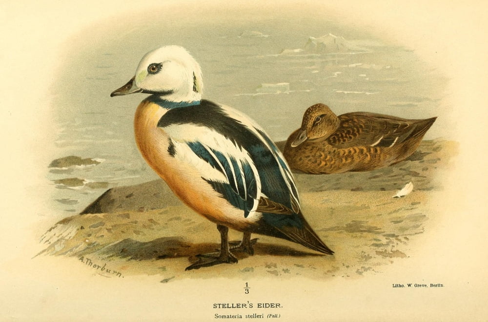 Birds of the British Islands 1885 Eider Stellers Canvas Art - Archibald Thorburn (24 x 36)