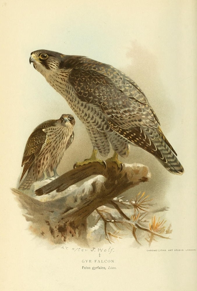 Birds of the British Islands 1885 Falcon Gyr Canvas Art - Archibald Thorburn (18 x 24)