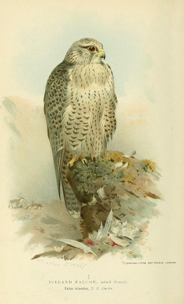 Birds of the British Islands 1885 Falcon Iceland Canvas Art - Archibald Thorburn (24 x 36)