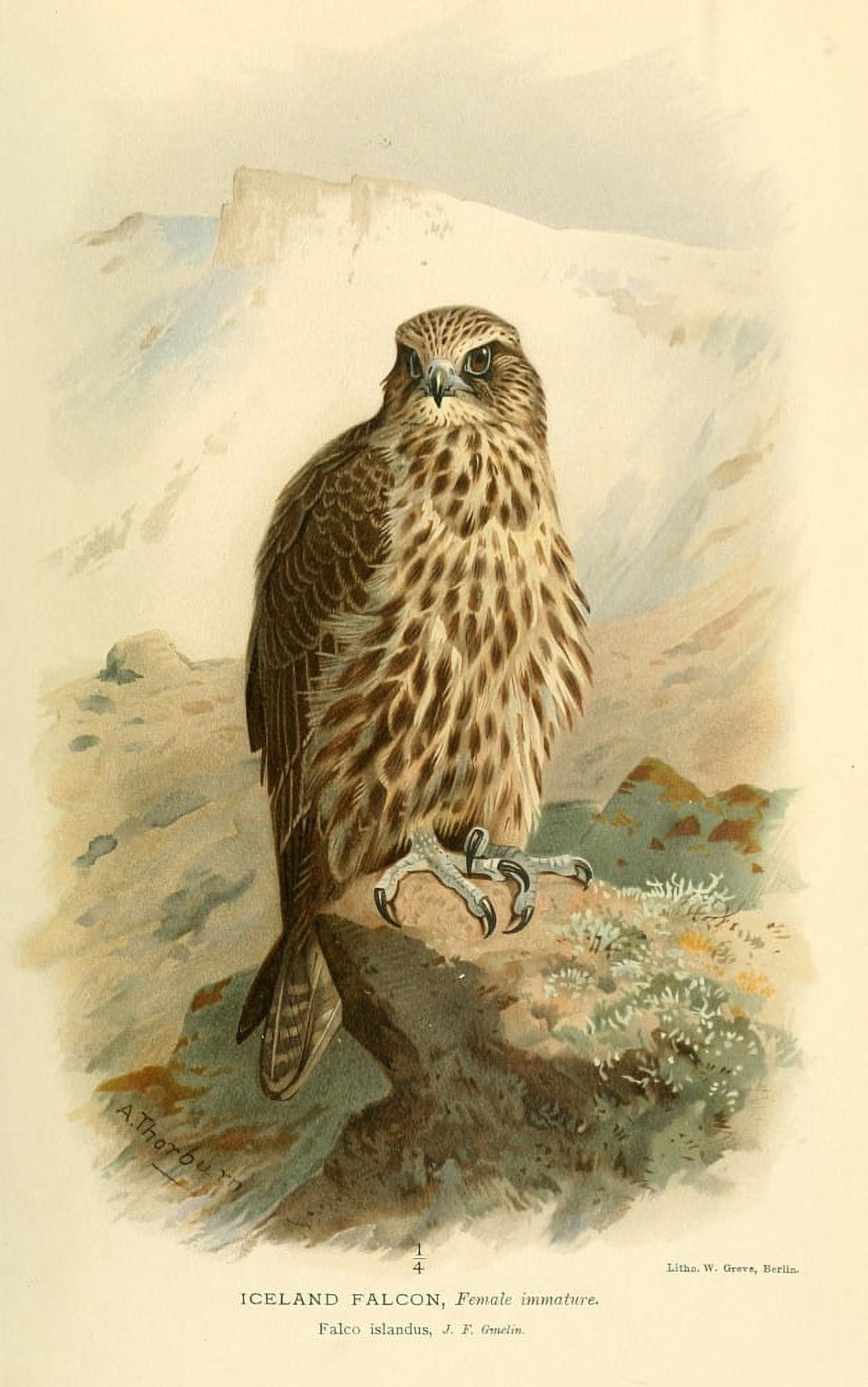 Birds of the British Islands 1885 Falcon Iceland (Female) Canvas Art - Archibald Thorburn (18 x 24)