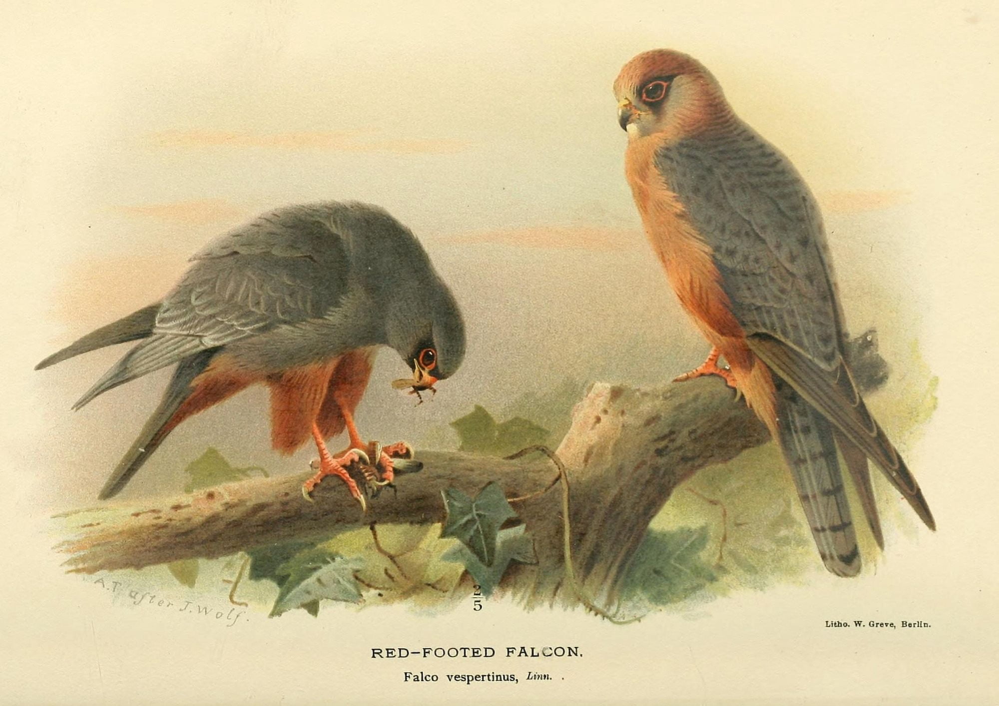 Birds of the British Islands 1885 Falcon Red-footed Canvas Art - Archibald Thorburn (18 x 24)