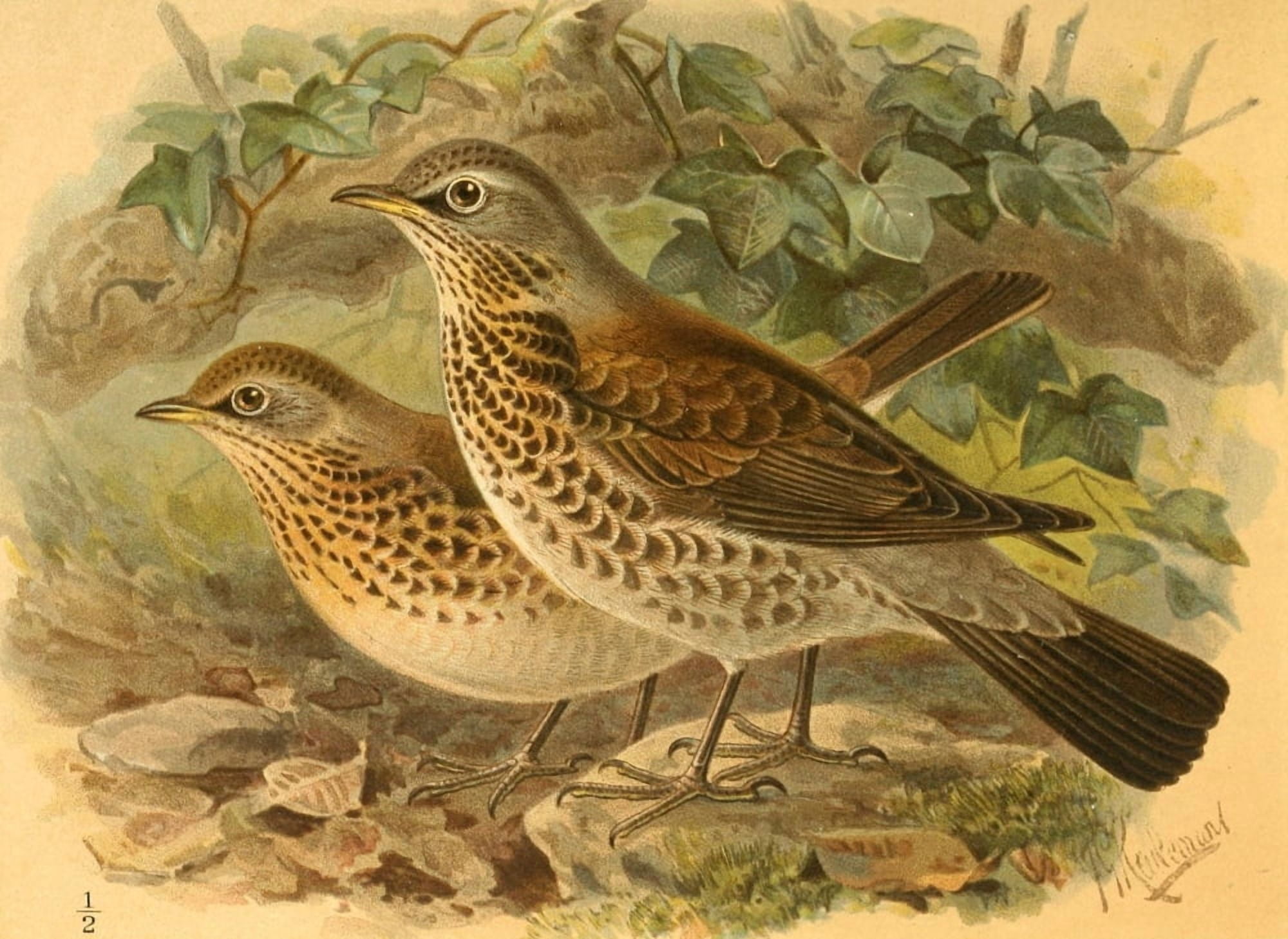 Birds of the British Islands 1885 Fieldfare Canvas Art - John G Keulemans (24 x 36)