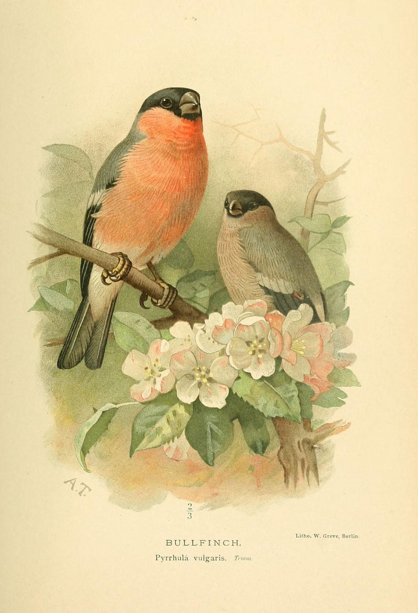 Birds of the British Islands 1885 Finch Bull Canvas Art - Archibald Thorburn (18 x 24)