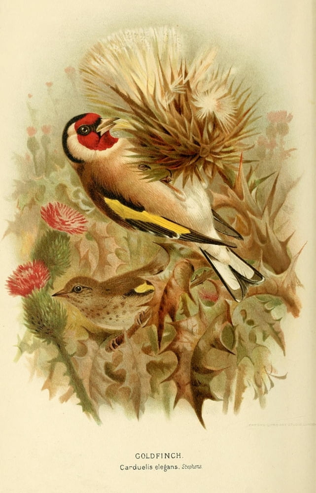 Birds of the British Islands 1885 Finch Gold Canvas Art - John G Keulemans (24 x 36)