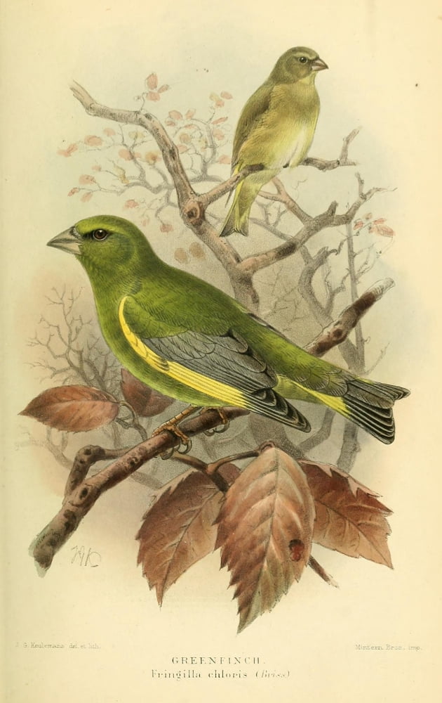 Birds of the British Islands 1885 Finch Green Canvas Art - John G Keulemans (24 x 36)