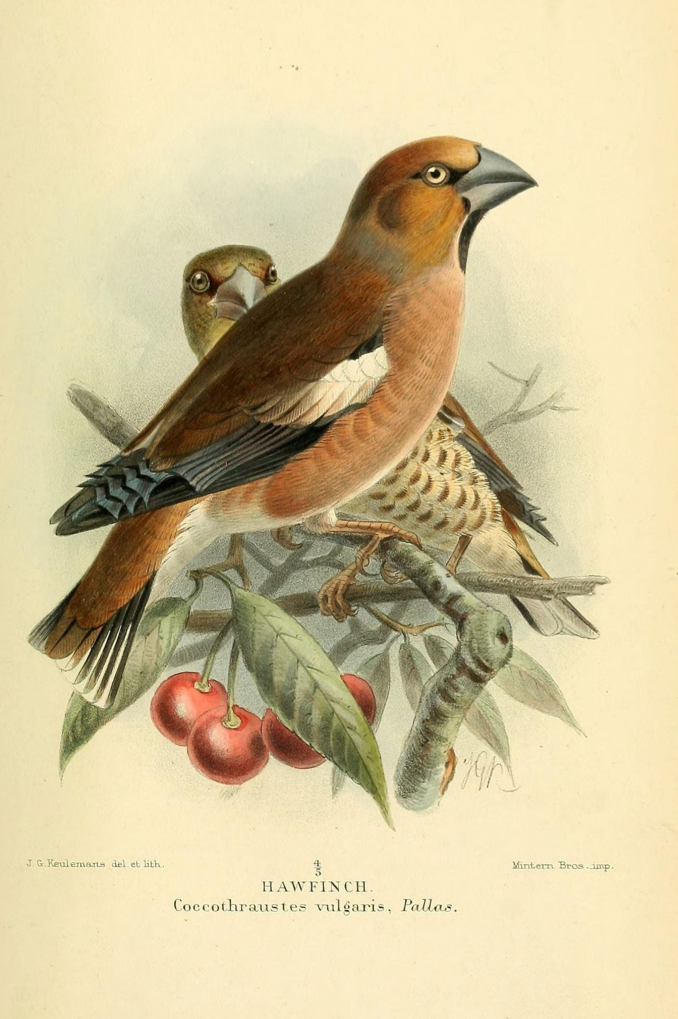 Birds of the British Islands 1885 Finch Haw Canvas Art - John G Keulemans (18 x 24)