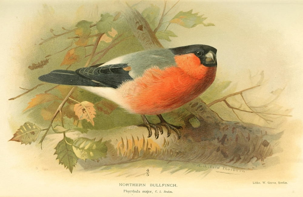 Birds of the British Islands 1885 Finch Northern Bull Canvas Art - Archibald Thorburn (24 x 36)