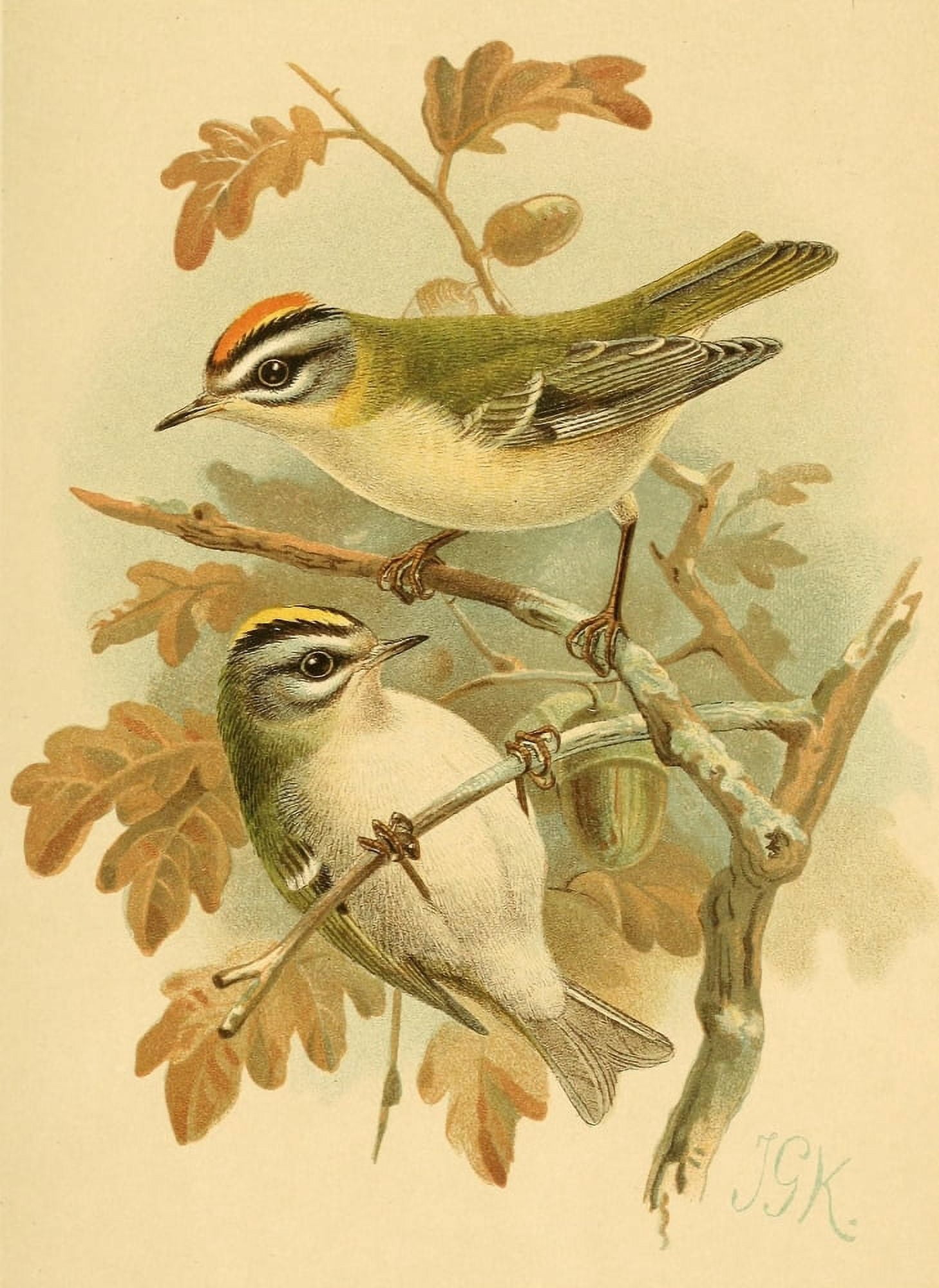 Birds of the British Islands 1885 Firecrest Canvas Art - John G Keulemans (24 x 36)