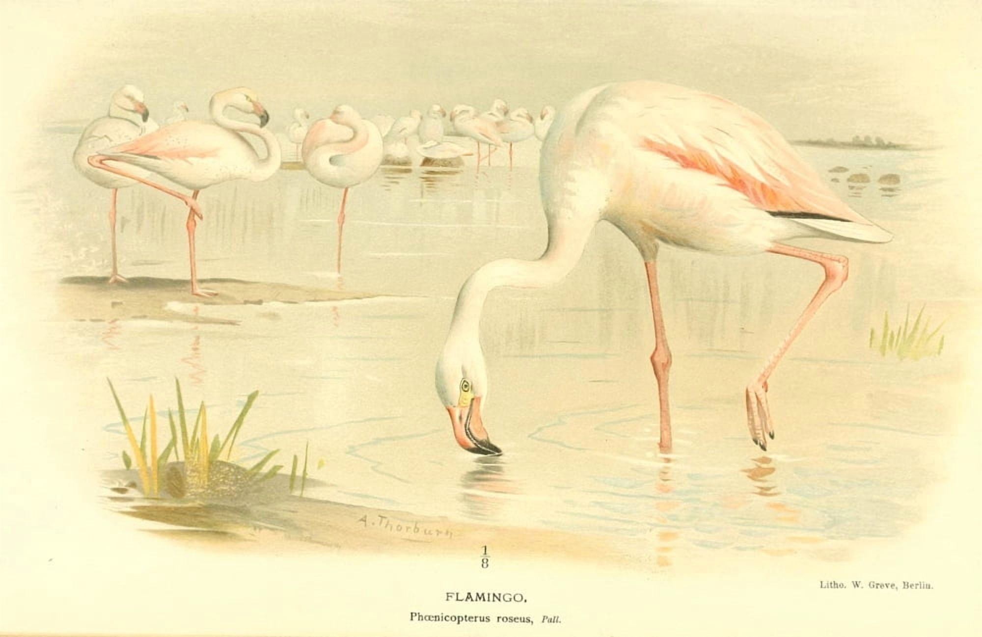 Birds of the British Islands 1885 Flamingo Canvas Art - Archibald Thorburn (18 x 24)