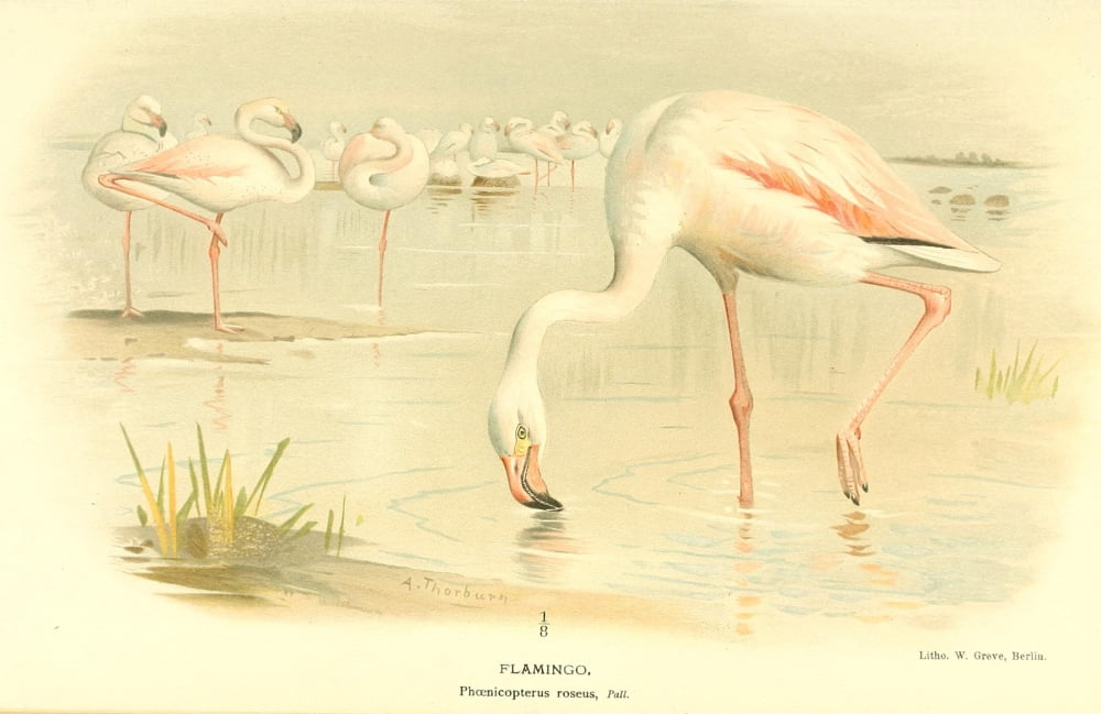 Birds of the British Islands 1885 Flamingo Canvas Art - Archibald Thorburn (24 x 36)