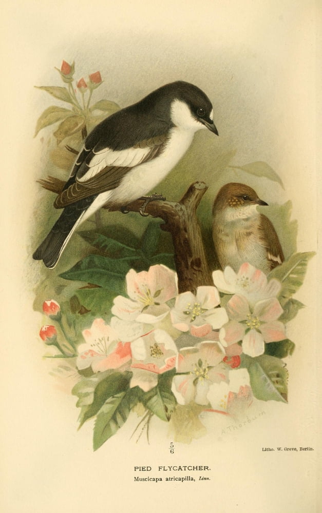 Birds of the British Islands 1885 Fly-catcher Pied Canvas Art - Archibald Thorburn (18 x 24)