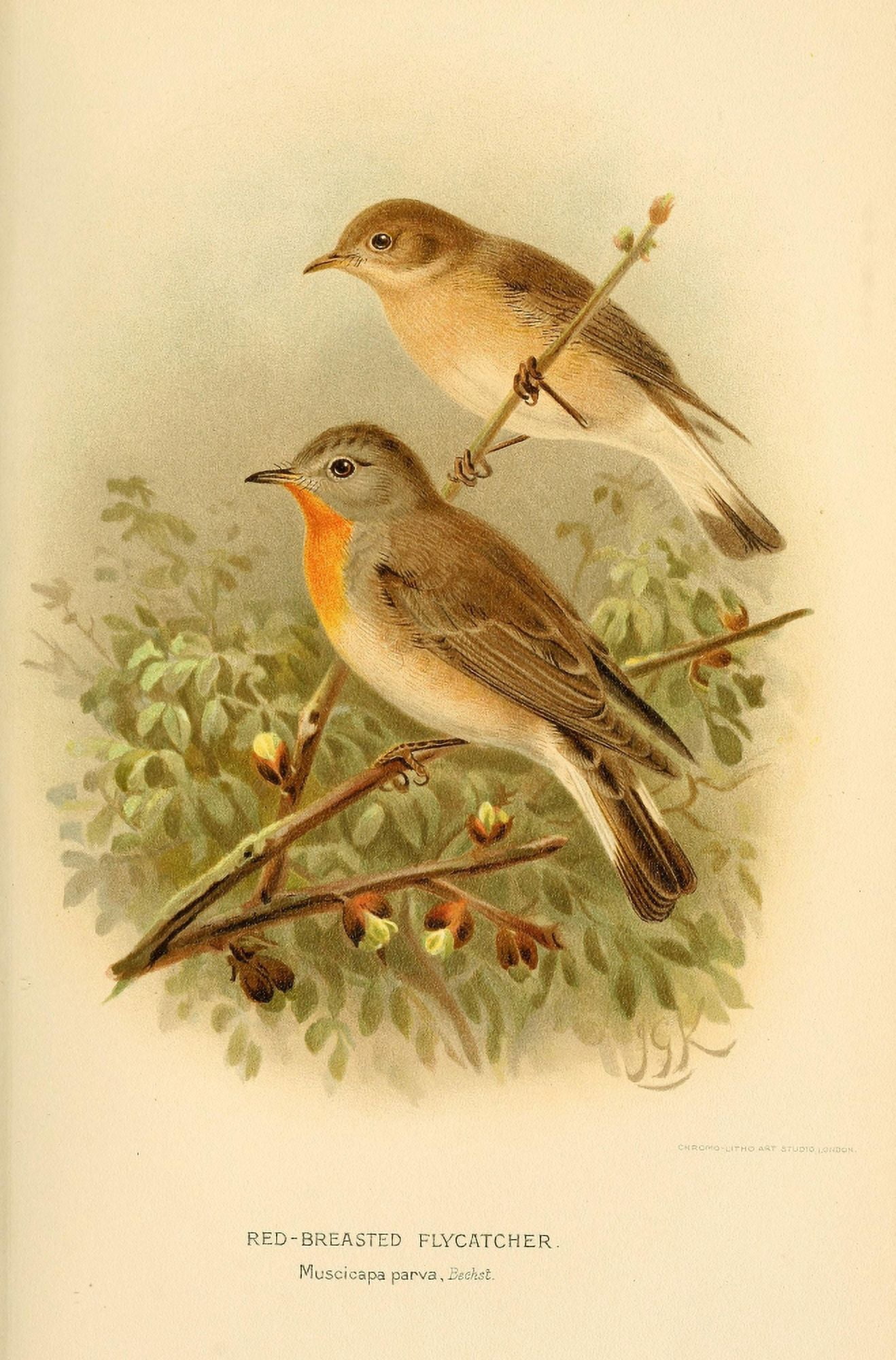 Birds of the British Islands 1885 Fly-catcher Red-breasted Canvas Art - John G Keulemans (24 x 36)