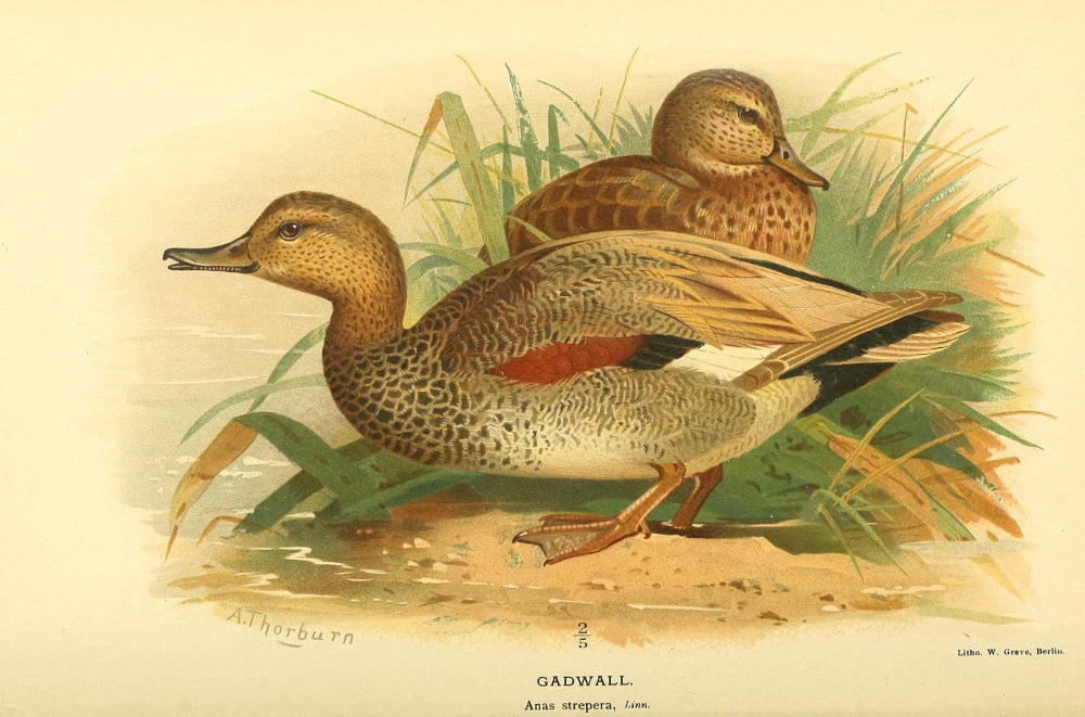 Birds of the British Islands 1885 Gadwall Canvas Art - Archibald Thorburn (24 x 36)