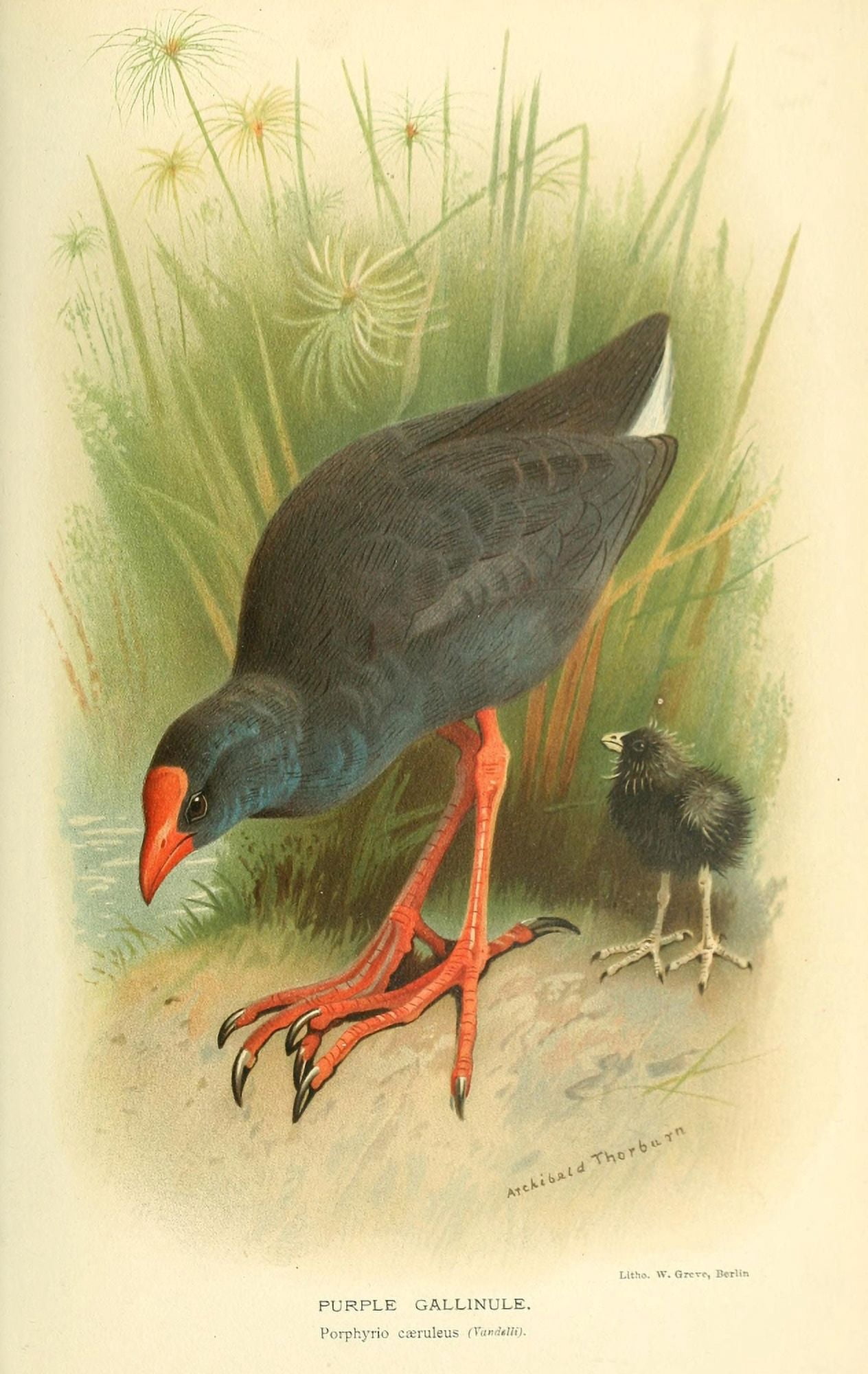 Birds of the British Islands 1885 Gallinule Purple Canvas Art - Archibald Thorburn (18 x 24)