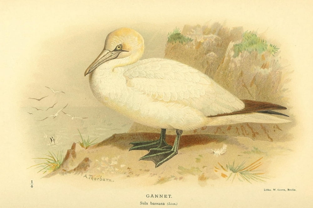 Birds of the British Islands 1885 Gannet Canvas Art - Archibald Thorburn (24 x 36)