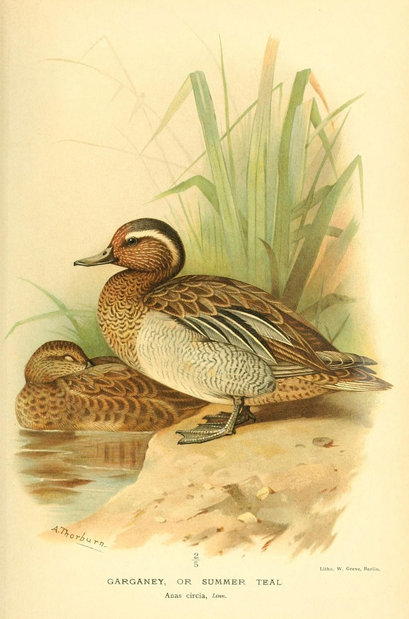 Birds of the British Islands 1885 Garganey Canvas Art - Archibald Thorburn (24 x 36)
