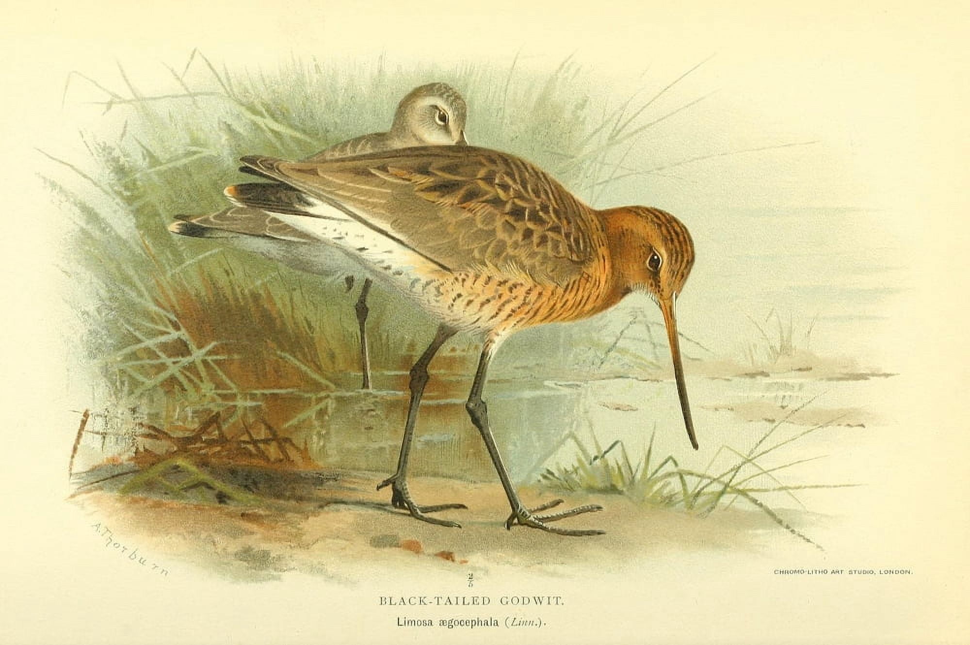 Birds of the British Islands 1885 Godwit Black-Tailed Canvas Art - Archibald Thorburn (24 x 36)