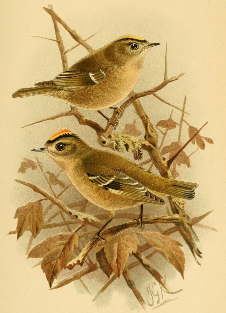 Birds of the British Islands 1885 Goldcrest Canvas Art - John G Keulemans (18 x 24)
