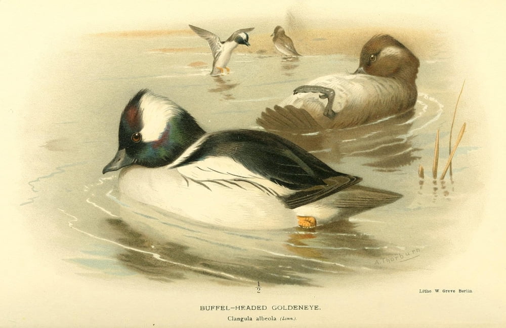 Birds of the British Islands 1885 Goldeneye Buffel-headed Canvas Art - Archibald Thorburn (18 x 24)