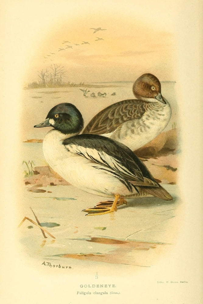 Birds of the British Islands 1885 Goldeneye Canvas Art - Archibald Thorburn (18 x 24)