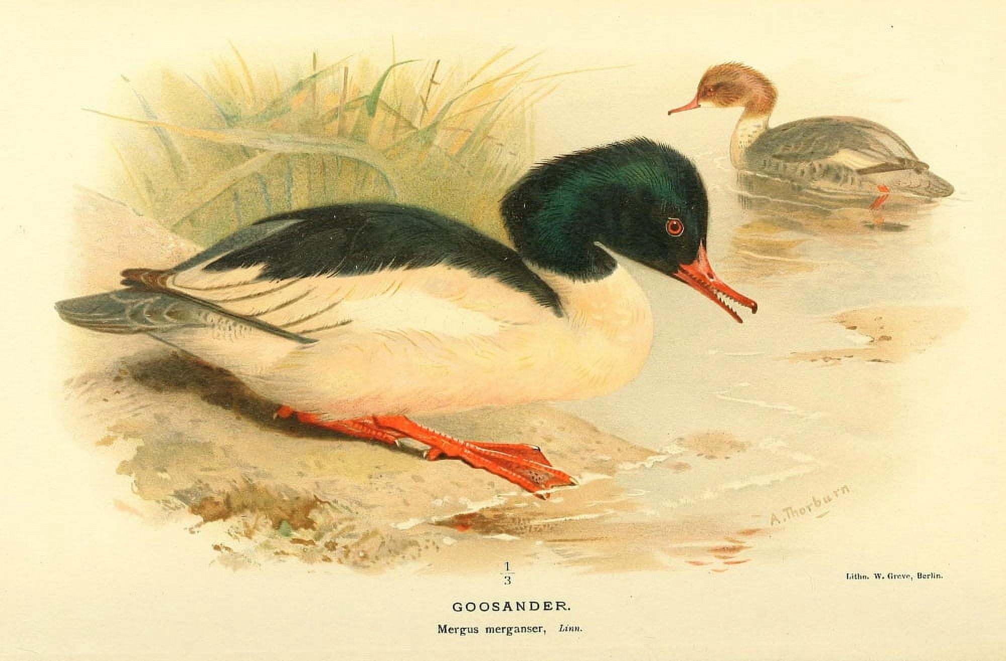 Birds of the British Islands 1885 Goosander Canvas Art - Archibald Thorburn (18 x 24)