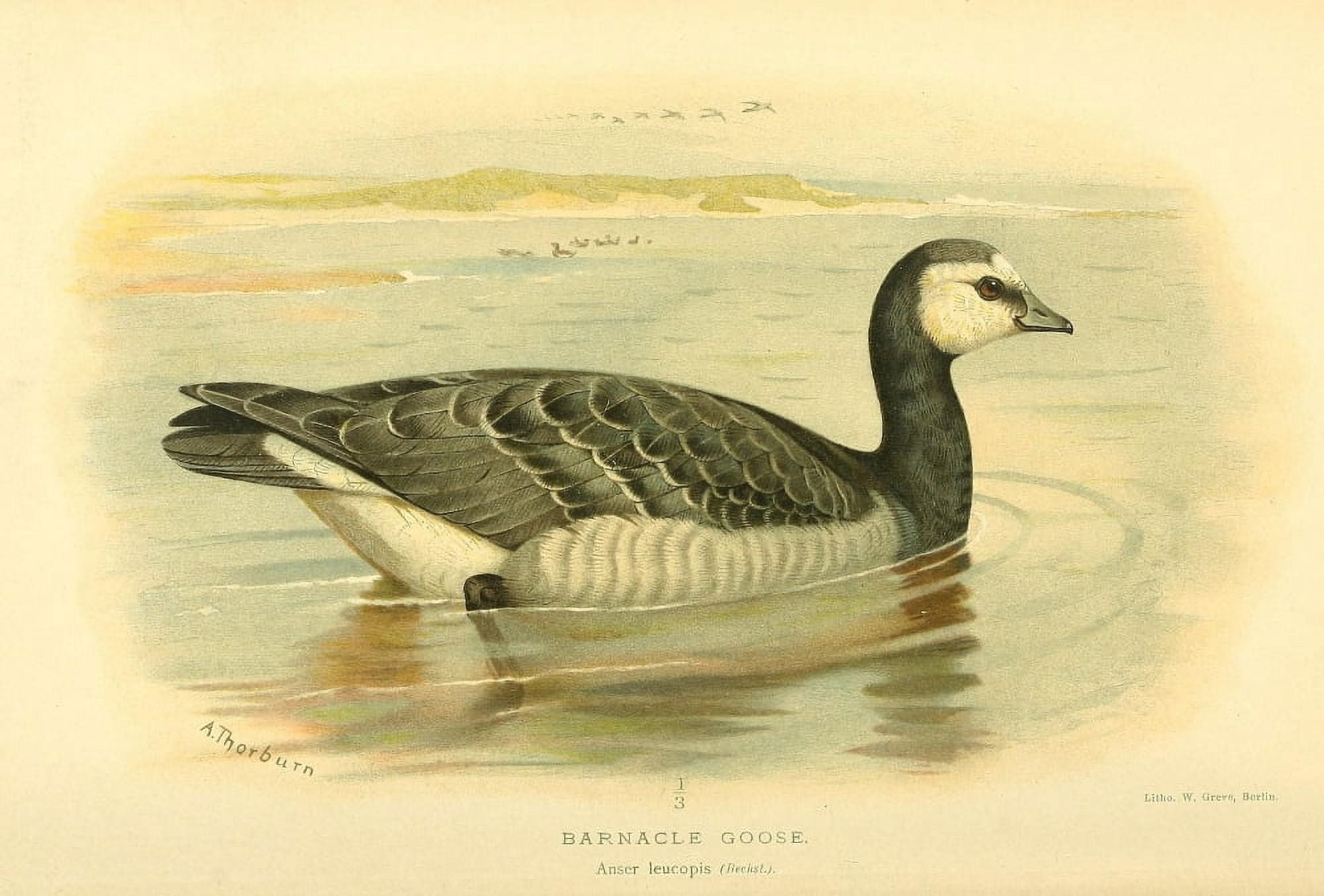 Birds of the British Islands 1885 Goose Barnacle Canvas Art - Archibald Thorburn (24 x 36)