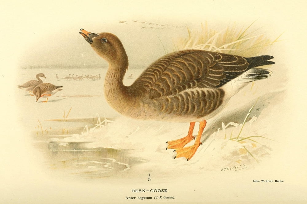 Birds of the British Islands 1885 Goose Bean Canvas Art - Archibald Thorburn (18 x 24)