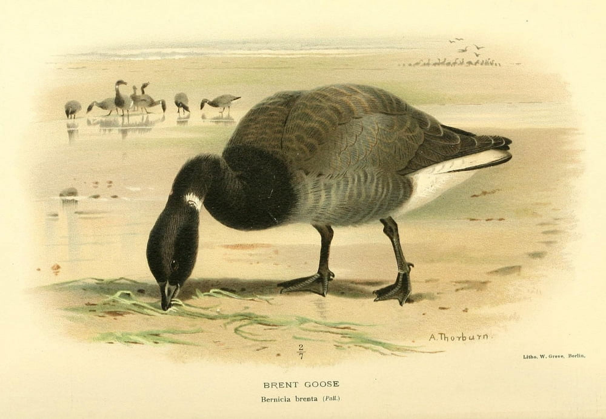 Birds of the British Islands 1885 Goose Brent Canvas Art - Archibald Thorburn (18 x 24)