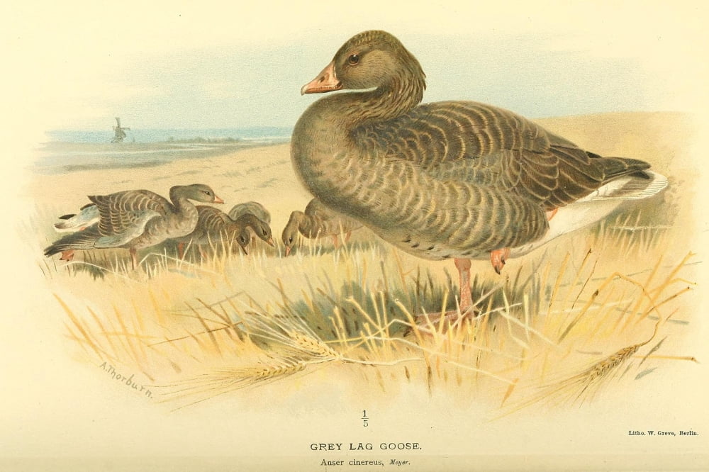 Birds of the British Islands 1885 Goose Grey Lag Canvas Art - Archibald Thorburn (18 x 24)