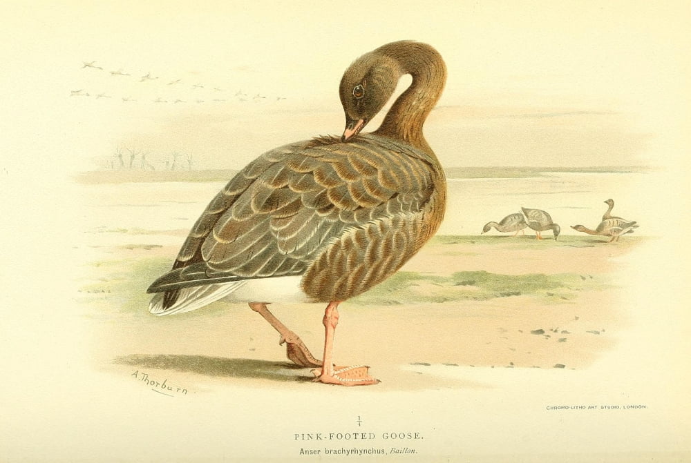 Birds of the British Islands 1885 Goose Pink-footed Canvas Art - Archibald Thorburn (24 x 36)